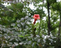 campsis radicans 12.jpg